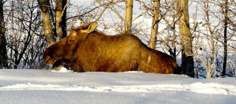 Anchorage: Moose Woes