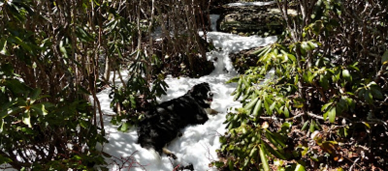 Spring in the Black Mountains