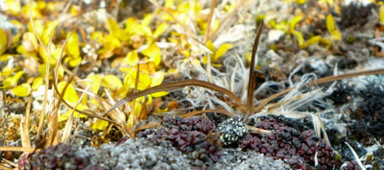 AK 2010, Day 22: White Mountains Backpacking Trip [Catching Up]
