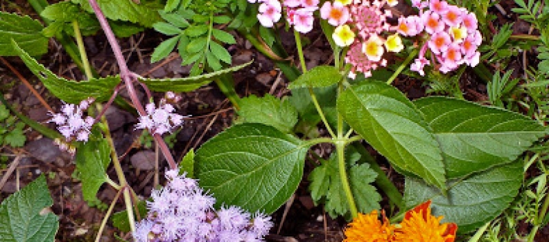 Weymouth Center: Walking the Gardens