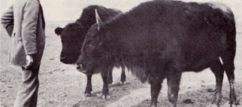 It’s a Cow! It’s a Buffalo! It’s a Cattalo!