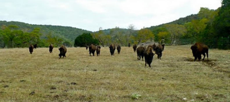 Bounding Bison: A Photo Collage