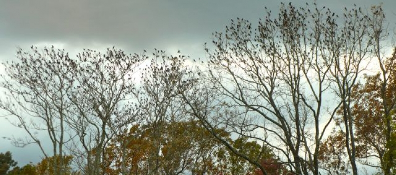 Day 3 VCCA: Birds as Leaves as Progress