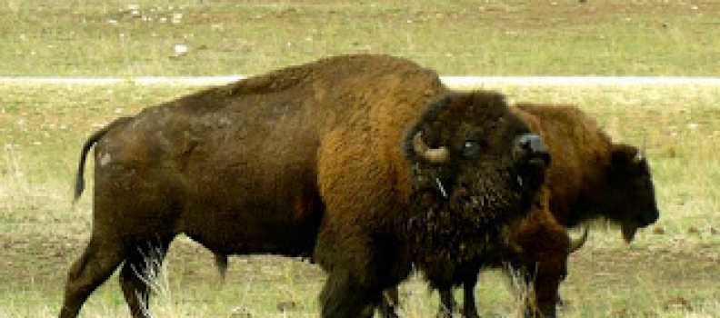 Bison Steaks and Bug-Eyed Boars