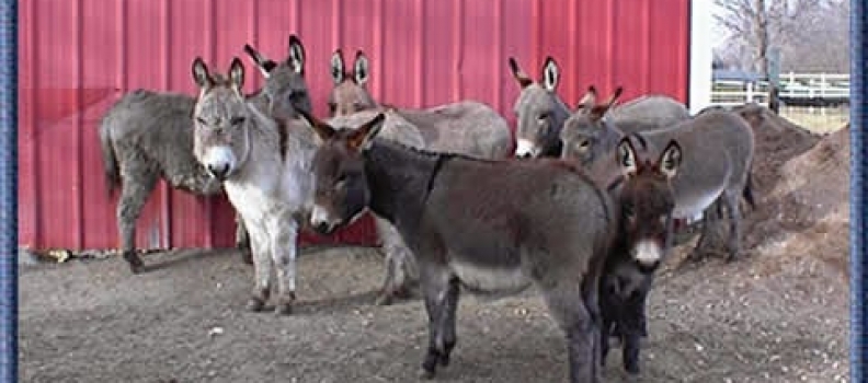 Jogging Writer: Think Like a Miniature Donkey