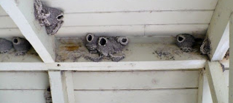 Beginning Birder: South-Central Texas