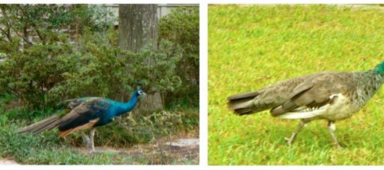 Diez y Seis and the Freedom of a Writer